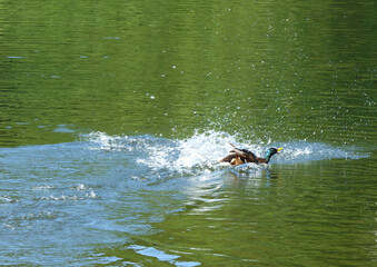 Naklejka premium Happy Landing