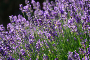 True Lavender, Lavandula Angustifolia
