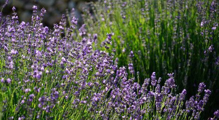 Naklejka premium True Lavender, Lavandula Angustifolia