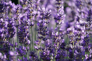 True Lavender, Lavandula Angustifolia