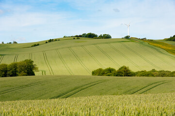Cornfields With Pinwheel
