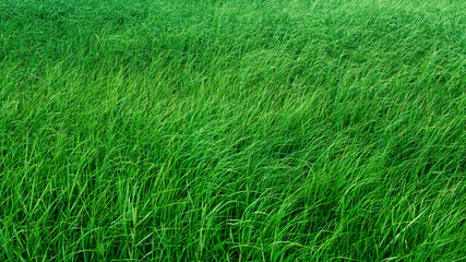 Green grass background texture .
