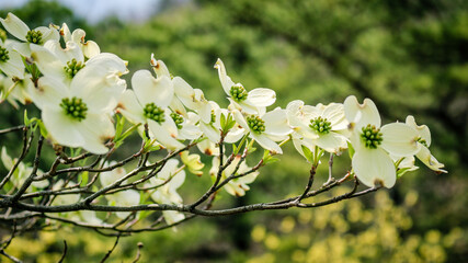 Dogwood Blossoms