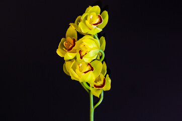 Blooming cluster of yellow color cymbidium orchids on black background.