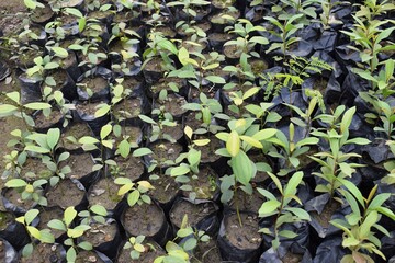 multiple plants growing in plastic bags closeup background