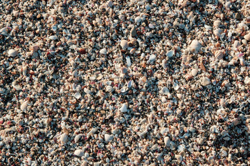 Close-up image of seashells on the beach