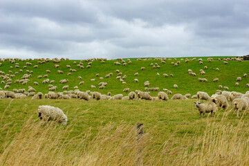 Fototapeta premium Flock of sheep grazing green grass on slope in paddock under dark clouds.