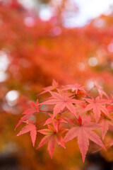 Red maple leaves in autumn season with blue sky blurred background, taken from Japan.