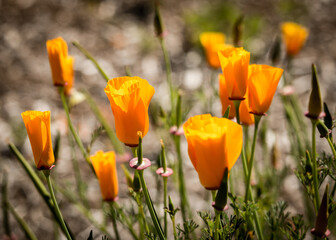 CALIFORNIA POPPY