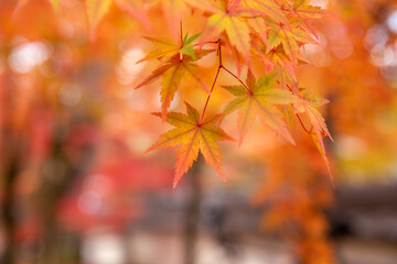 Red maple leaves in autumn season with blue sky blurred background, taken from Japan.