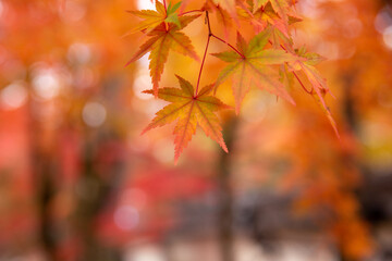 Red maple leaves in autumn season with blue sky blurred background, taken from Japan.