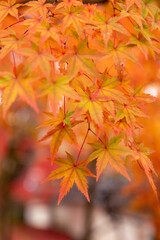 Naklejka na ściany i meble Red maple leaves in autumn season with blue sky blurred background, taken from Japan.