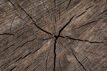 Abstract texture of a cracked tree, texture heartwood background. Wood texture for background
