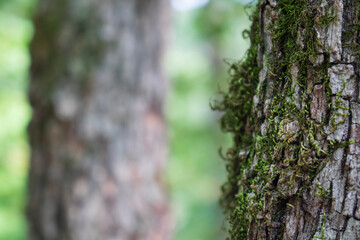Moss on a tree
