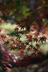 autumn leaves in the forest