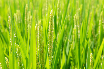 Plakat close up of rice flower in the field