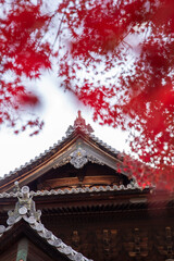 Autumn season in temple, kyoto, japan