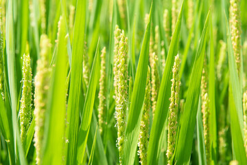 Fototapeta na wymiar close up of rice flower in the field
