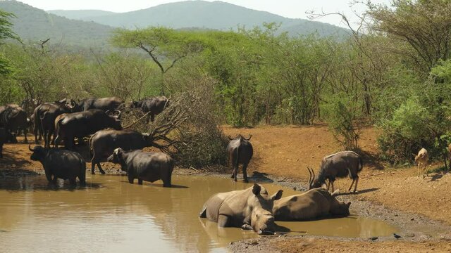 Gathering of safari animals, rhinos, nyala and buffalo at the watering hole.