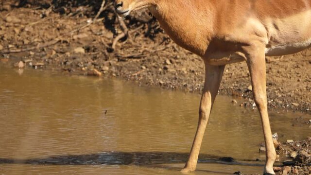 Close up of an impala on alert for predators while drinking from the watering hole.