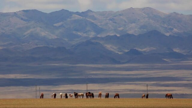 Stunning wide view of colorful horse herd grazing, walking and running across dry grasslands with huge picturesque blue mountains in the background in dry grass field