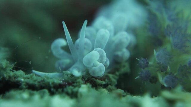 Nudibranch Phyllodesmium Magnum Sea Slug Searches Coral Reef for Food