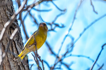 Green and yellow songbird, The European greenfinch sitting on a branch in spring.