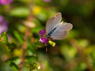 common grass blue butterfly (Zizina labradus)