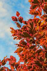 Beech tree leaves with blue sky background