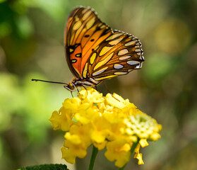 Gulf Fritillary Feeding on Lantana