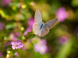 common grass blue butterfly (Zizina labradus)