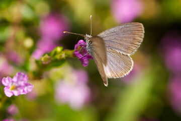 common grass blue butterfly (Zizina labradus)