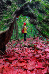 Young girl in yellow jacket hiking in the maple forest.