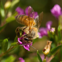 Macro picture of a bee in Australia
