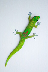 gecko on wall