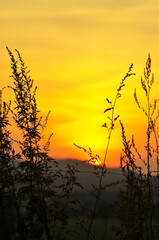 Obraz premium Sunset and mugwort
