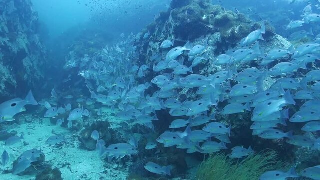 One-Spot Snapper School Swarms Swims near Rocky Deep Seamount Pinnacle