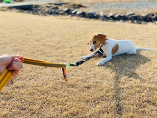 座り込んで動かない犬