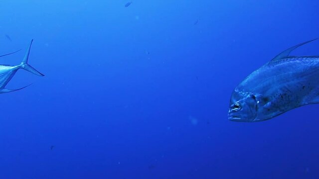 Sleek Silver Shiny African Pompano Jack Fish Swim in Blue Ocean Water