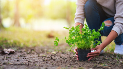 Closeup image of a woman growing plant in the garden