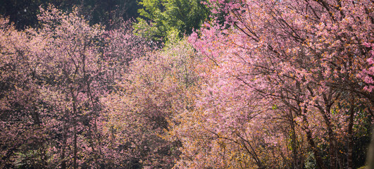 Wild Cherry Himalayan Blossom tree in Chiang Mai , Thailand