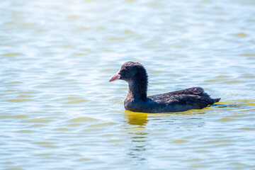 Black bird with a red beak, Common moorhen swims in the pond.