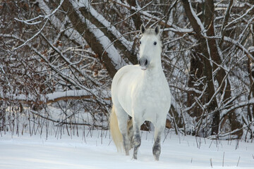 Beautiful dapple grey andalusian horse walks in winter woods