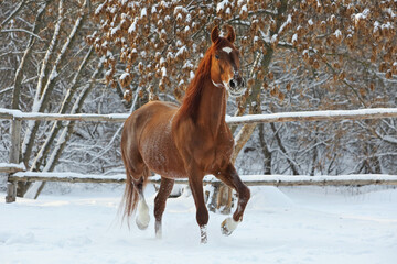 Beautiful sports horse walks in winter ranch