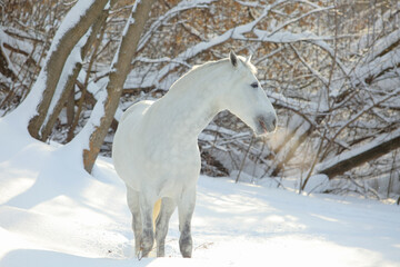 Beautiful dapple grey andalusian horse walks in winter woods