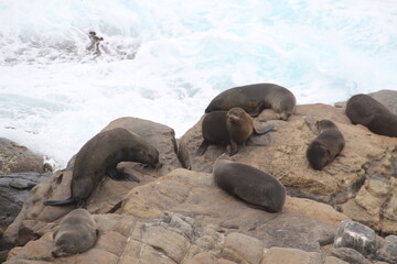 New Zealand Fur Seals, Flinders Chase N.P., Kangaroo Island, South Australia.