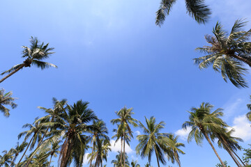 Obraz na płótnie Canvas Coconut tree against blue sky