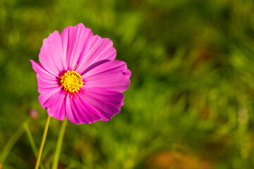 Obraz premium Beautiful pink color cosmos (Mexican aster) flower background