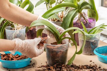 Women's gloved hands prune and transplant indoor orchid plants, at home. Spring care of the home garden. selective focus - obrazy, fototapety, plakaty