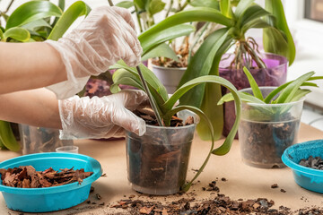 Women's gloved hands prune and transplant indoor orchid plants, at home. Spring care of the home garden. selective focus